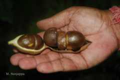 Archidendron nielsenianum